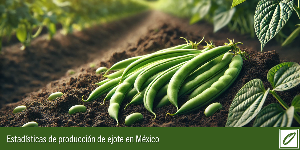 Archivos de Excel con los datos de la producción de ejote en México